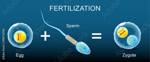 Fertilization. Close-up of Spermatozoa or Haploid male gamete that joins with an ovum to form a zygote