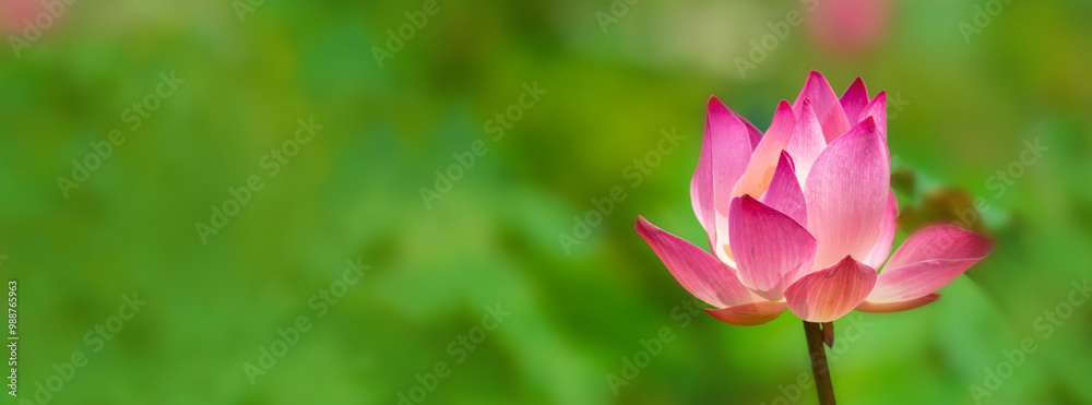 Pink lotus on green natural light long panorama background Pink lotus on green natural light long panorama background