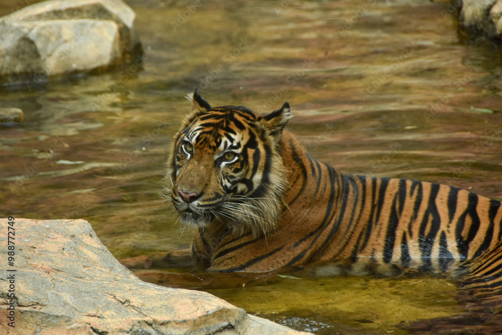 Fototapeta premium 動物園 水辺で一休み中のトラ