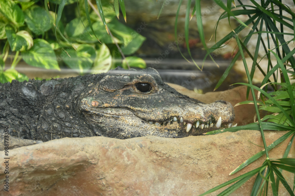 Obraz premium 岩の上で休むニシアフリカコガタワニ