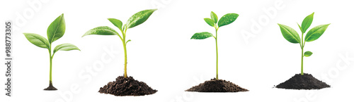 Growth stages of young plants in a sunny environment, on the Transparent background, PNG Format