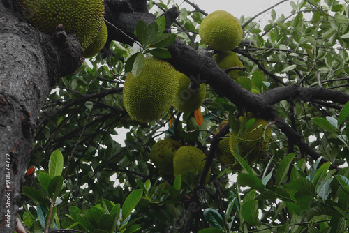 Foto green apple on tree, can be used for social media marketing