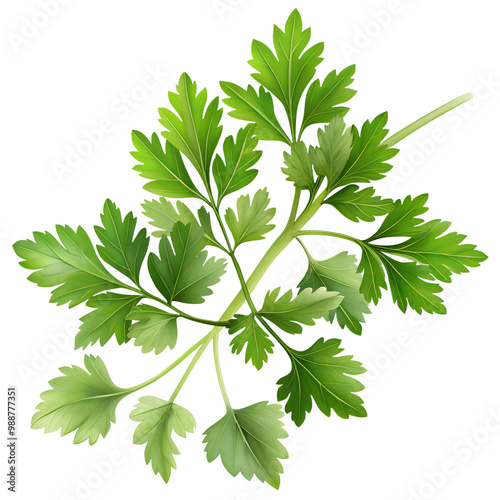 Chervil herb isolated on transparent background