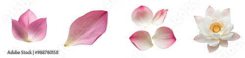 Delicate lotus blossoms and petals on a serene backdrop, on the Transparent background, PNG Format