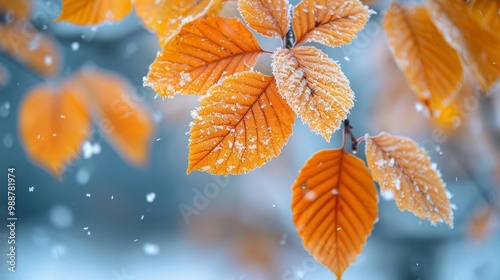 Autumn yellowed leaves on a tree in the snow. Winter background with selective focus photo