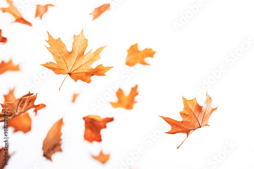 Autumn leaves are falling flying white background.