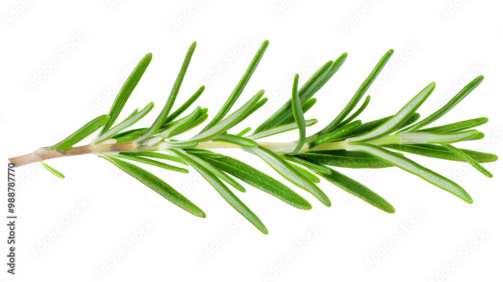 Fototapeta premium Close-up of a Fresh Rosemary Sprig
