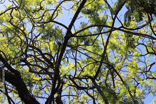 Branches against blue sky