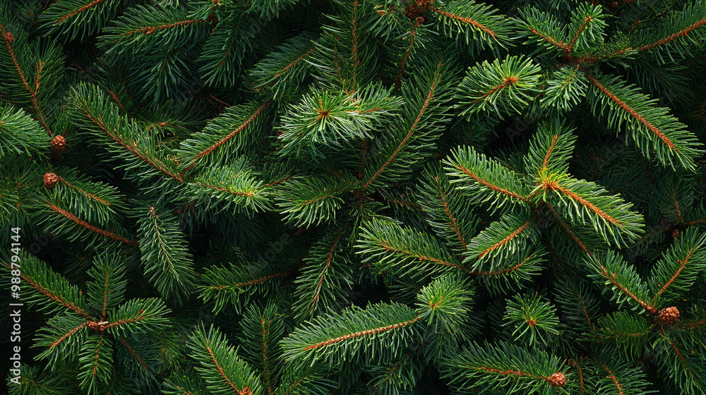 branches of a fir tree branches of a fir tree