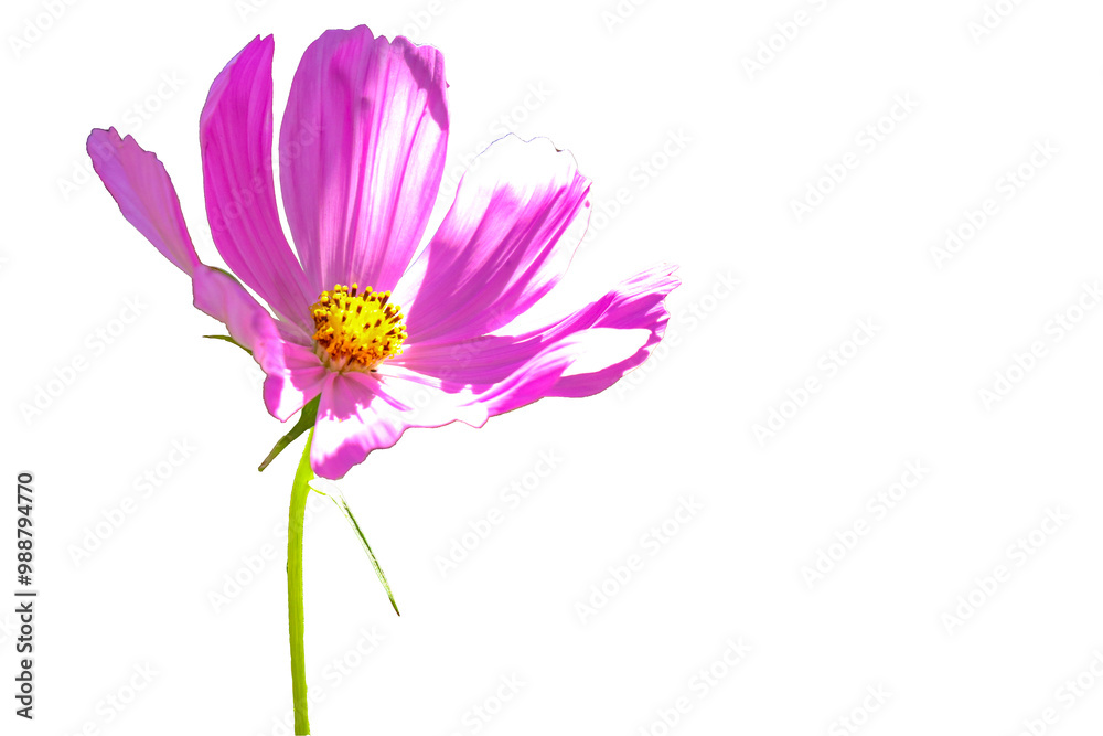 Isolated pink flowers on white background. Make clipping path. Isolated pink flowers on white background. Make clipping path.