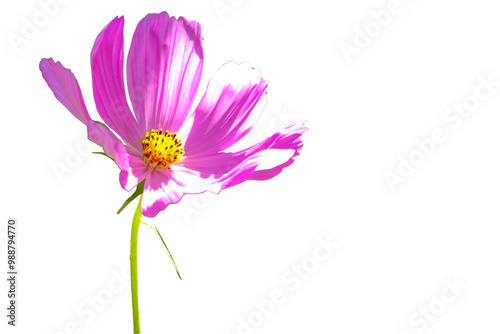 Isolated pink flowers on white background. Make clipping path.