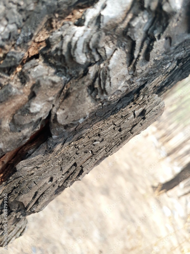 The truck of a tree emphasised. The truck of a tree emphasised.