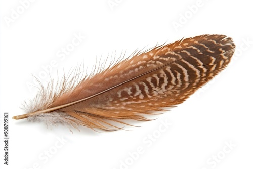 Photo of a real turkey feather accessories accessory weaponry.