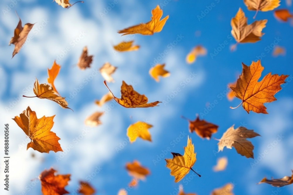 Falling autumn leaves leaf sky outdoors. Falling autumn leaves leaf sky outdoors.