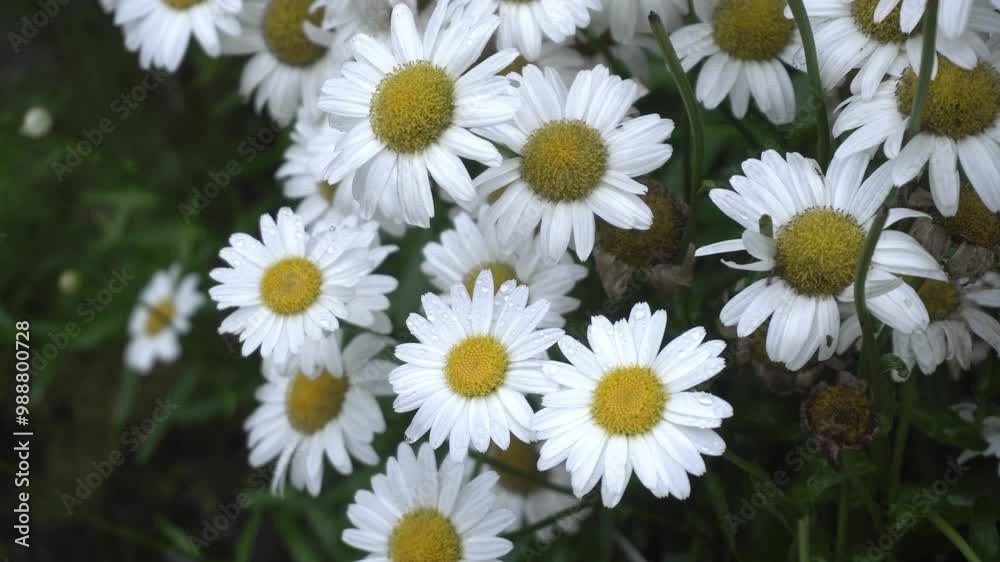 Daisy flower is blooming besides home. Daisy flower is blooming besides home.