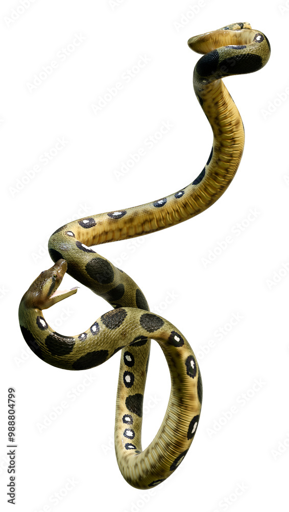 3D Rendering Green Anaconda on White 3D Rendering Green Anaconda on White