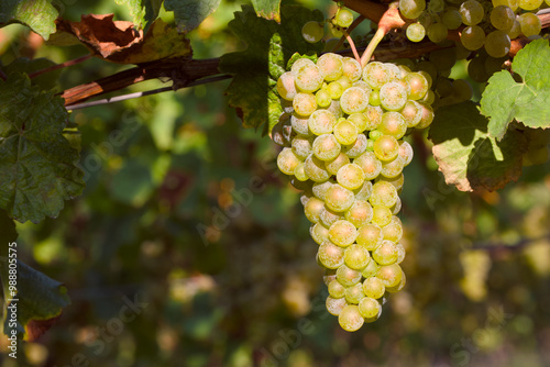 Wallpaper Mural ripe bunch of grapes in sunset rays in a vineyard Torontodigital.ca