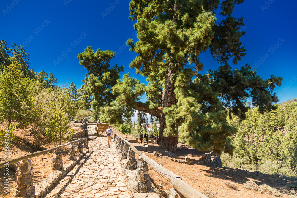 A grand Canary Island pine tree, is encircled by walking paths, illustrating its protected status in Pino Gordo, Tenerife, a natural wonder in the region A grand Canary Island pine tree, is encircled by walking paths, illustrating its protected status in Pino Gordo, Tenerife, a natural wonder in the region