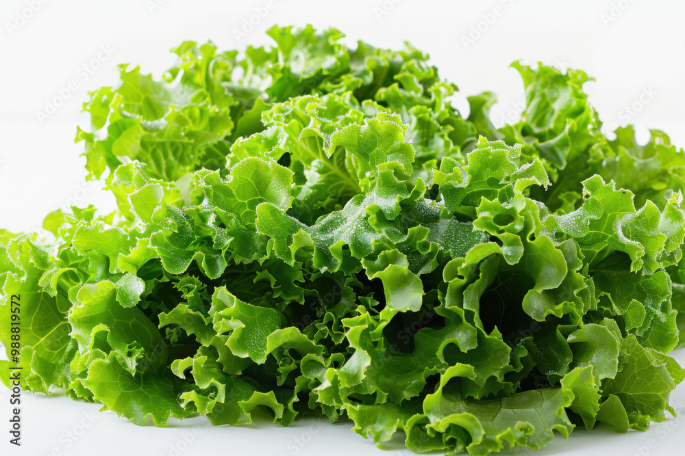 Fresh green lettuce on white background Fresh green lettuce on white background
