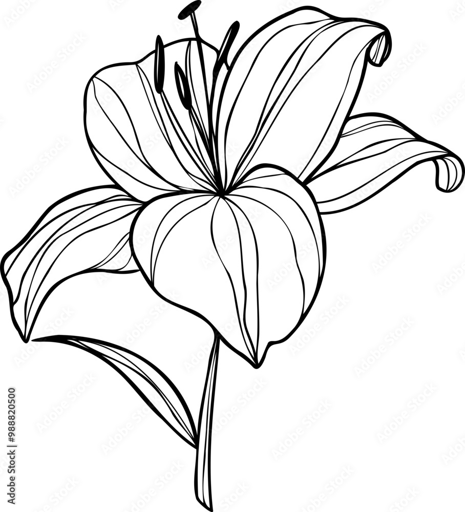 Obraz premium Line art lily flower illustration, vector flower, outline lily floral art