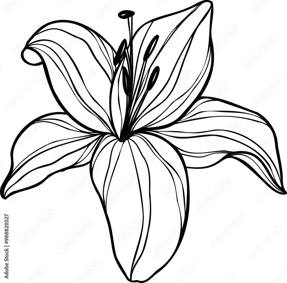 custom made wallpaper toronto digitalLine art lily flower illustration, vector flower, outline lily floral art