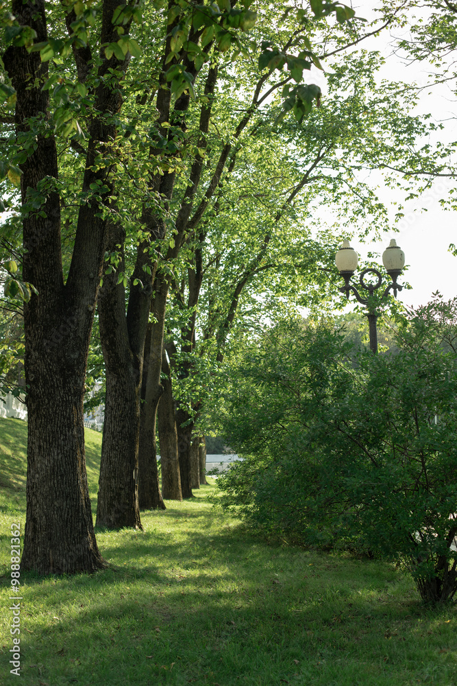 Obraz premium row of large old trees in a city park with green bushes and a lantern, city park, concept of relaxation and recreation in the city 