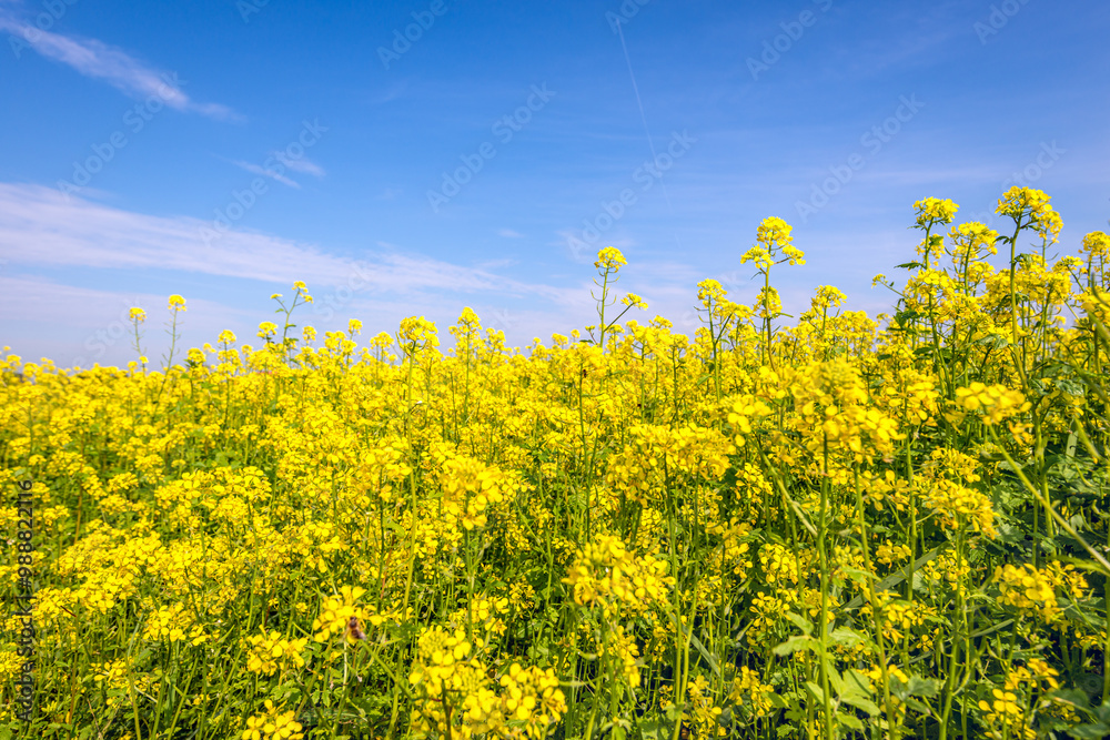 Close-up of yellow flowering rapeseed against a blue sky. The photo was taken on the last day of the Dutch summer season.
