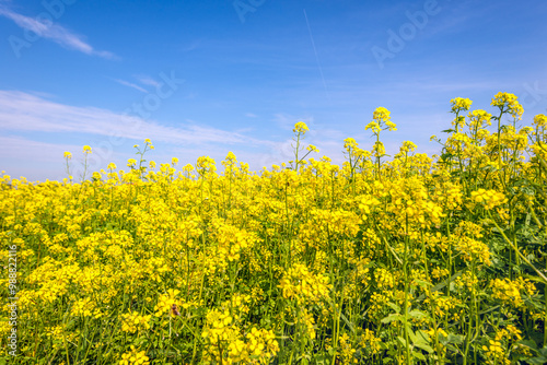 Close-up of yellow flowering rapeseed against a blue sky. The photo was taken on the last day of the Dutch summer season.