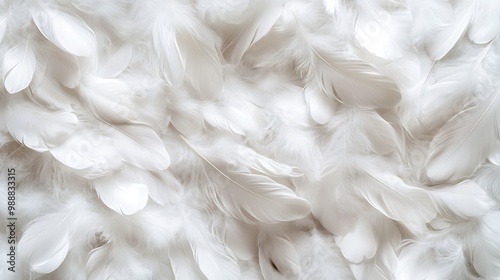 Close-up of soft white feathers arranged in a textured pattern.