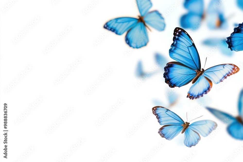 Blue butterflies flying gracefully Blue butterflies flying gracefully