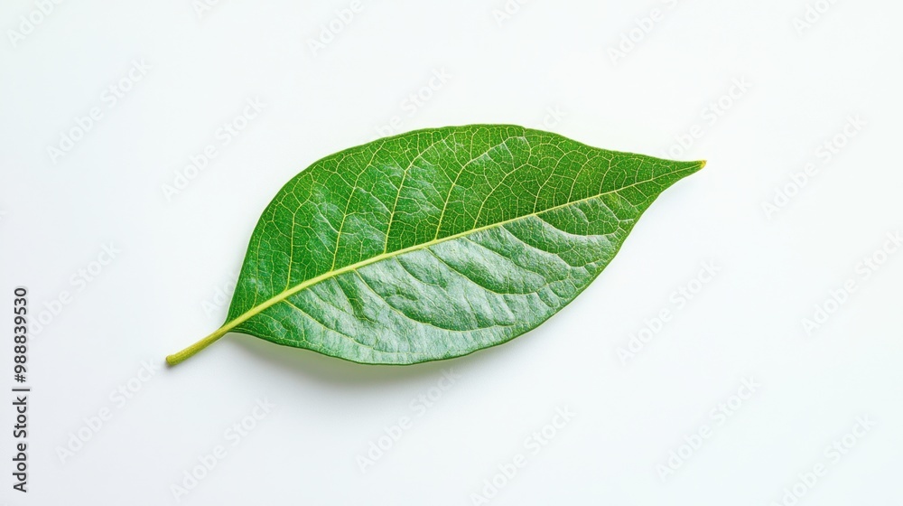 A single vibrant green leaf lying flat on a white background, creating a striking contrast and focus on natures beauty. A single vibrant green leaf lying flat on a white background, creating a striking contrast and focus on natures beauty.