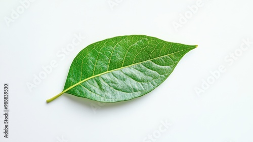 A single vibrant green leaf lying flat on a white background, creating a striking contrast and focus on natures beauty.