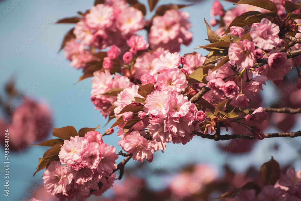 Sakura flowers blooming, spring seasonal Easter background Sakura flowers blooming, spring seasonal Easter background