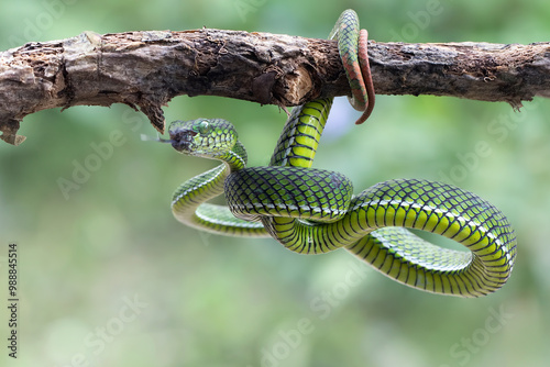 Photography Trimeresurus calamitas with defensive position on branch, Trimeresurus calamitas
