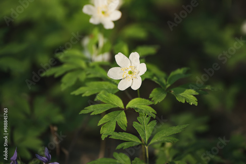 White anemone flowers growing in spring forest, natural seasonal background