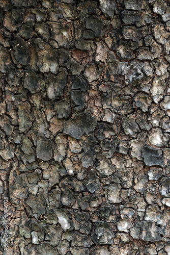 Dry tree bark texture background, Background of dry tree bark with cracks