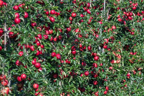 Perfectly ripe apples in front of autumnal colors