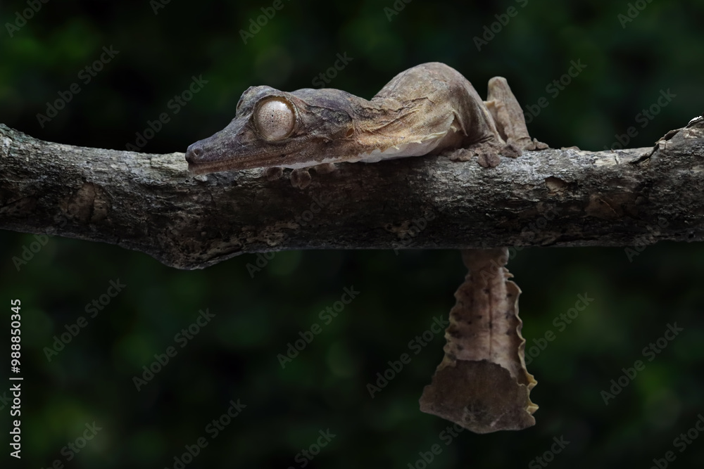 Leaf-tailed gecko (Uroplatus henkeli) closeup on tree, Leaf-tailed gecko (Uroplatus henkeli) perched on a loganimal, animals, arboreal, beautiful, black, brown, camouflage, camouflaged, close up, coas Leaf-tailed gecko (Uroplatus henkeli) closeup on tree, Leaf-tailed gecko (Uroplatus henkeli) perched on a loganimal, animals, arboreal, beautiful, black, brown, camouflage, camouflaged, close up, coas