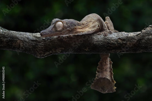 Leaf-tailed gecko (Uroplatus henkeli) closeup on tree, Leaf-tailed gecko (Uroplatus henkeli) perched on a loganimal, animals, arboreal, beautiful, black, brown, camouflage, camouflaged, close up, coas photo