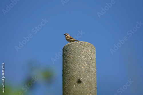 Tree sparrow photo