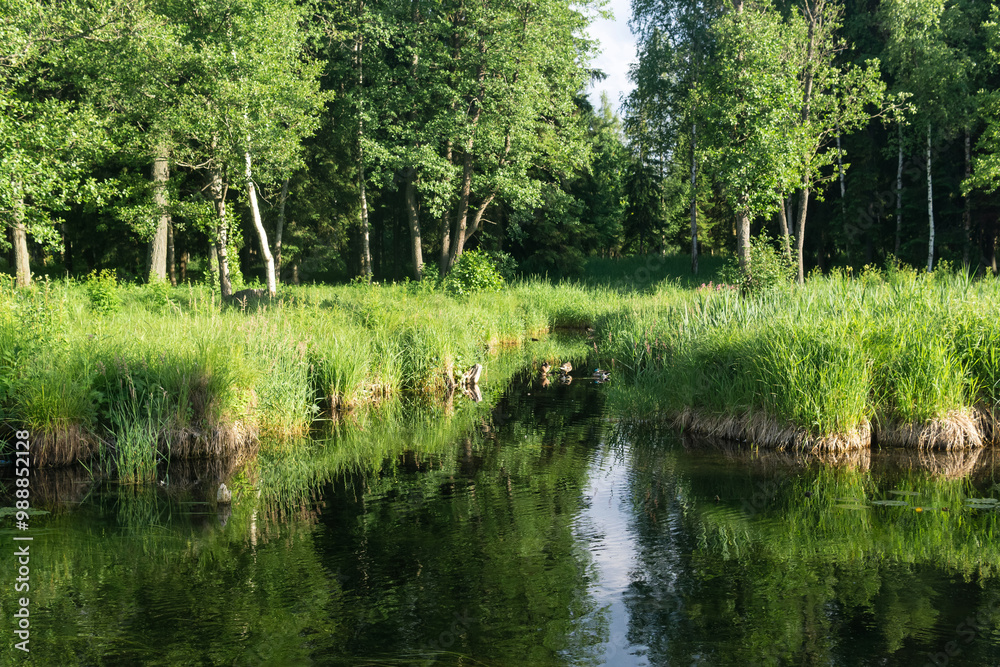 natural summer landscape with a quiet swampy river