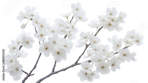 White cherry blossoms blooming on a tree branch in spring