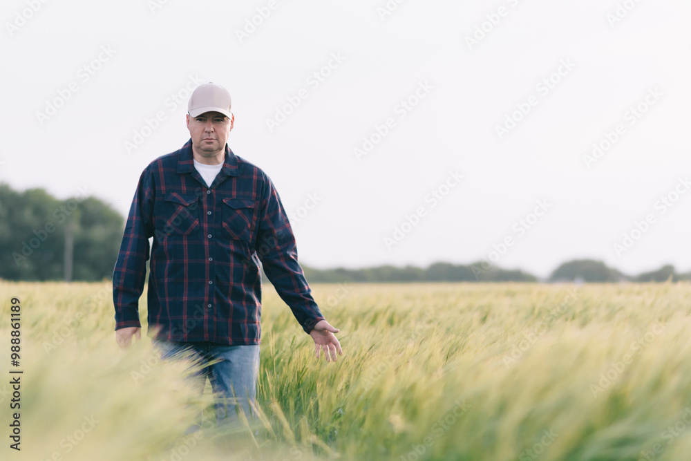 Checking the yield of grain crops at sunset. Man conducts experiments in field conditions. Checking the yield of grain crops at sunset. Man conducts experiments in field conditions.