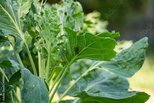 Pieris brassicae pest on Brussels sprouts in a summer garden. photo