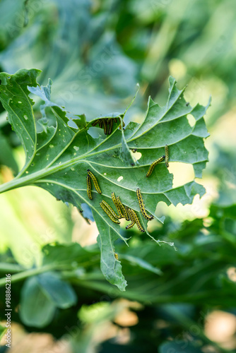 Pieris brassicae pest on Brussels sprouts in a summer garden. photo