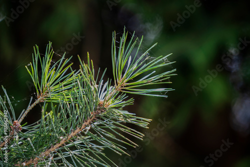 Black pine needles in the summer forest. photo