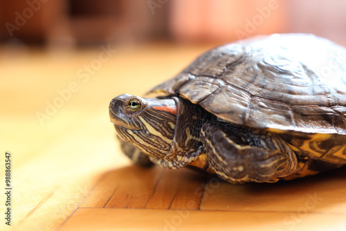 People care for and play with a pet red-eared turtle. photo