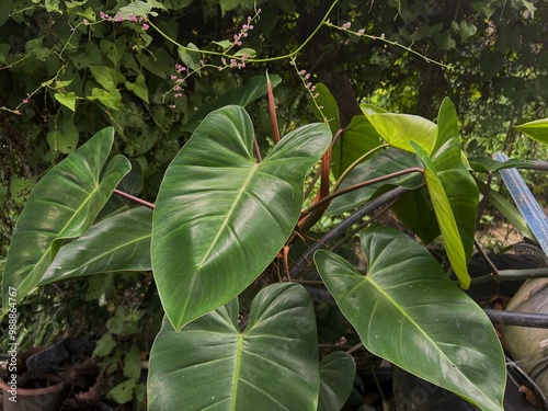 Philodendron erubescens trees in the wild photo