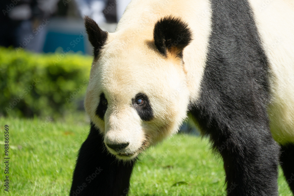 Naklejka premium Panda/パンダ