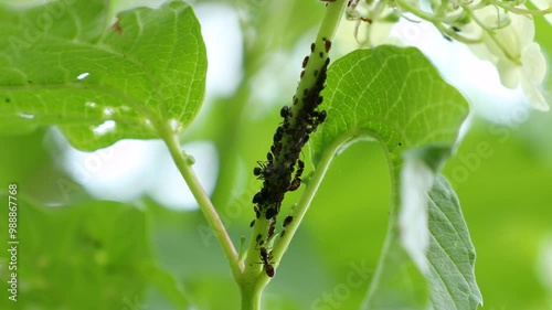 Aphids, black fly (black bean aphids, blackfly) and ants on leaves of a broad bean plant in the garden close up photo